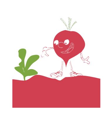 planter les radis en pleine terre